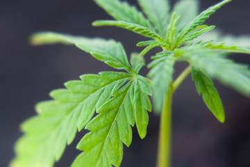 Sprout of medical marijuana plant macro growing indoor. Cannabis plant close-up. Hemp sprout plant on beautiful blurred background
