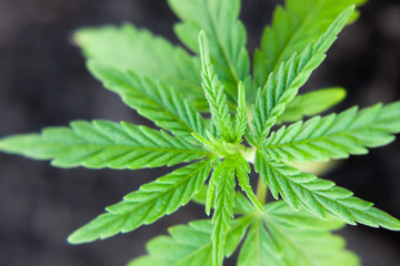Hemp sprout plant macro on a beautiful blurred background. Texture of young marijuana plant escape from the first leaves