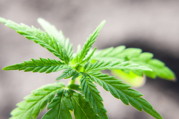 Hemp sprout plant macro on a beautiful blurred background. Texture of young marijuana plant escape...