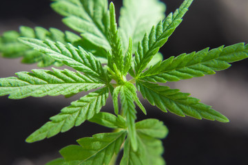Hemp sprout plant macro on a beautiful blurred background. Texture of young marijuana plant escape...
