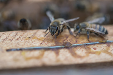 A lot of bees crawling on sealed honeycombs