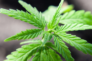 Green cannabis leaf close-up with blurred background. Medical hemp, the concept of the production of CBD products. Marijuana seedling macro