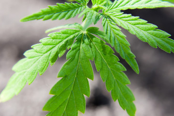 Green cannabis leaf close-up with blurred background. Medical hemp, the concept of the production of CBD products. Marijuana seedling macro