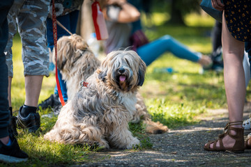 Various Dogs preparing for dog show