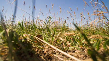 Grass and spikelets