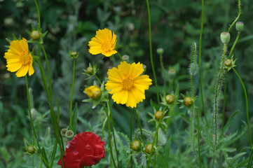 Obraz premium Cosmos sulphureus is also known as sulfur cosmos and yellow cosmos