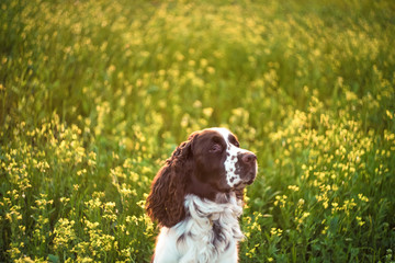 Dog breed English Springer Spaniel walking in summer field. Cute pet sits in nature outdoors on evening sunlight