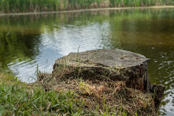 Pond on a spring May day.