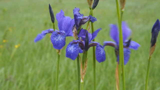 Wild blue iris flowers blowing in the wind