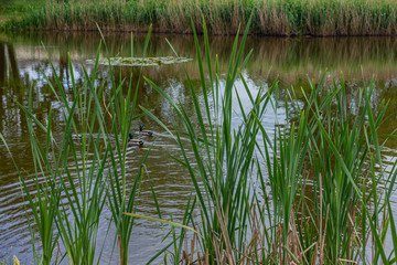 Pond on a spring May day.