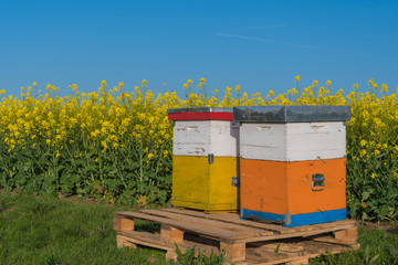 Bee hives at the edge of beautiful flowering rape field.Hives in a rape field