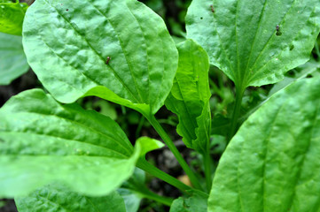 In nature, the plantain is growing