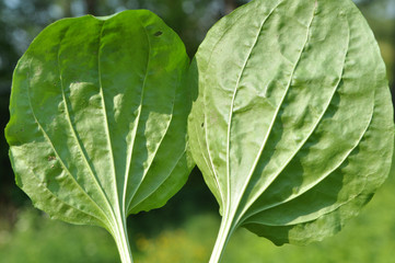 In nature, the plantain is growing