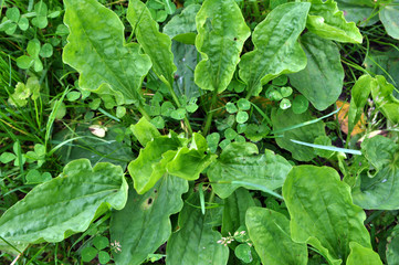 In nature, the plantain is growing