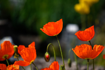 Naklejka premium poppy field of red poppies