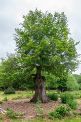 Old oak tree in Burnham Beeches near London