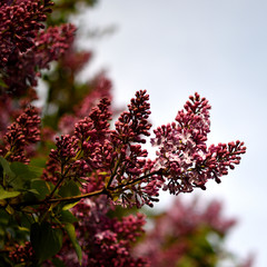 red flowers on tree
