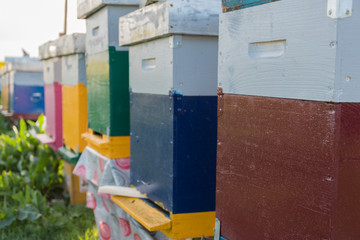 Fototapeta na wymiar Bee hives at the edge of beautiful flowering rape field.Hives in a rape field