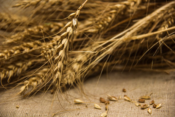 Fototapeta na wymiar A sheaf of barley spikelets lying on a table covered with burlap.