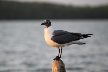 Nature Lover