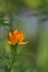 Orange flowers of Asian Globeflower (Trollius asiaticus) on a blurred green background. Selective focus and shallow depth of field.