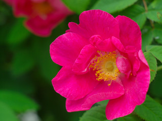  close-up pink rose against the background of green leaves close-up