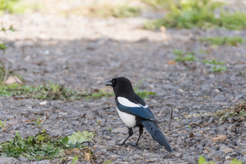 Close Magpie Foraging Ground Romania.Black bird in the field