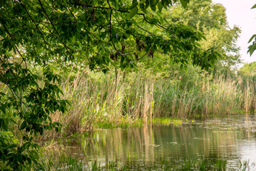 Obraz premium lake in the city