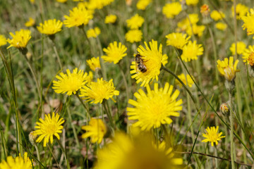 Leontodon autumnalis