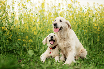  golden retriever dog mom and puppy on a spring walk beautiful portrait in flowers - obrazy, fototapety, plakaty