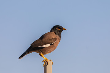 One mynah on blue sky background