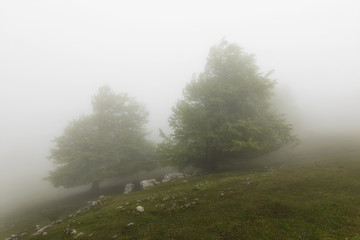 Fototapeta na wymiar Misty forest in Urbasa mountains in Navarra