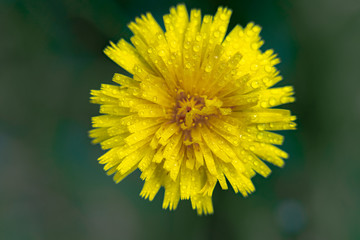 yellow dandelion on green background