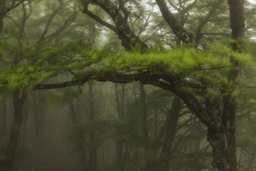 Misty forest in Urbasa mountains in Navarra