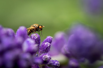 Nahaufnahme eines Insekts auf Lavendel