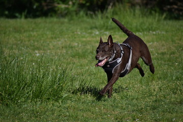 Running dog 3