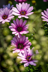 Obraz premium pink blühender Sonnenhut im Frühling