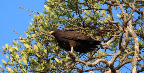 Nature Lover