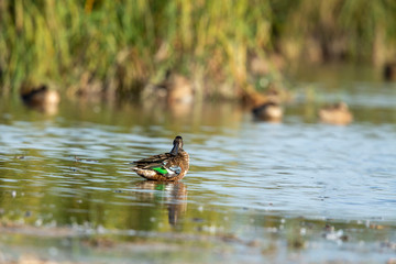 Eine weibliche Löffelente im Flachwasser mit verdrehtem Kopf