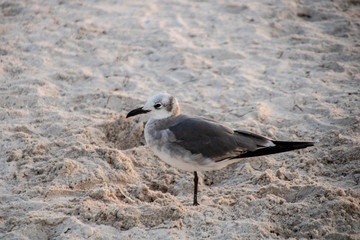 Laughing gull