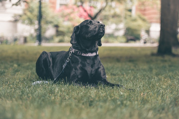 A black Labrador retriever dog patiently sitting on grass