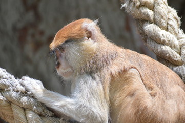 Macaco