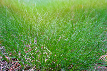 Ecological environment in city. Green grass of lawn in town. Lawn in summer city. Sun.