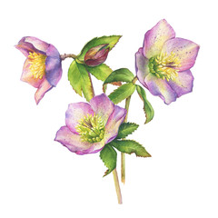 Spring bouquet of first wild flower hellebore (also known as winter rose, Christmas rose, Lenten hellebore). Hand drawn watercolor painting illustration isolated on white background. - obrazy, fototapety, plakaty