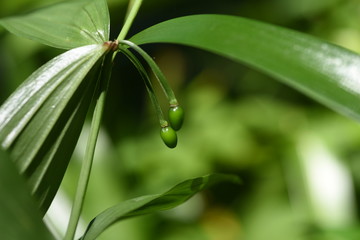 Disporum sessile fruits (Japanese fairy bells)