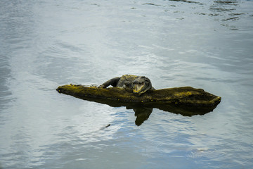 Obraz premium A crocodile sitting perched on a branch floating in the waters of a river with its mouth wide open while hunting for and looking around for his prey