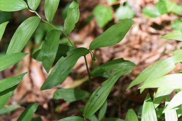 Disporum sessile fruits (Japanese fairy bells)