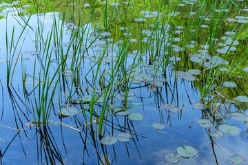 Reeds Waterlilies Lake © Ezume Images