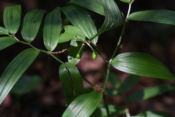Disporum sessile fruits (Japanese fairy bells)