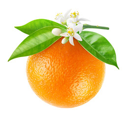 Isolated orange fruit on a branch. Hanging orange fruit with flowers and leaves isolated on white background with clipping path